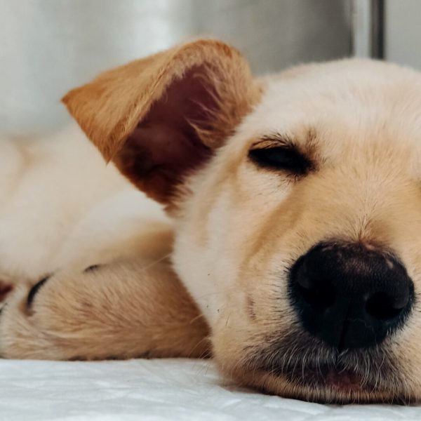 Cão pata